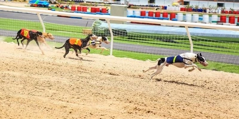cá cược đua chó