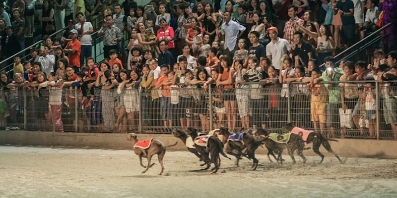 Một số loại kèo cá cược đua chó thú vị